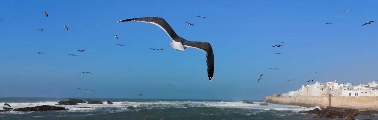 Villa L'Oiseau Bleu 에사우이라